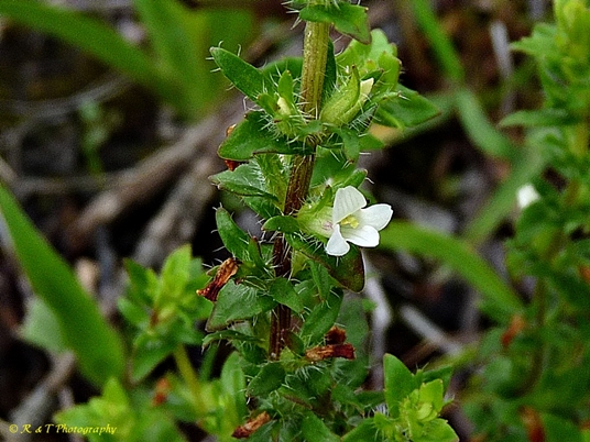 {Sophronanthe pilosa}